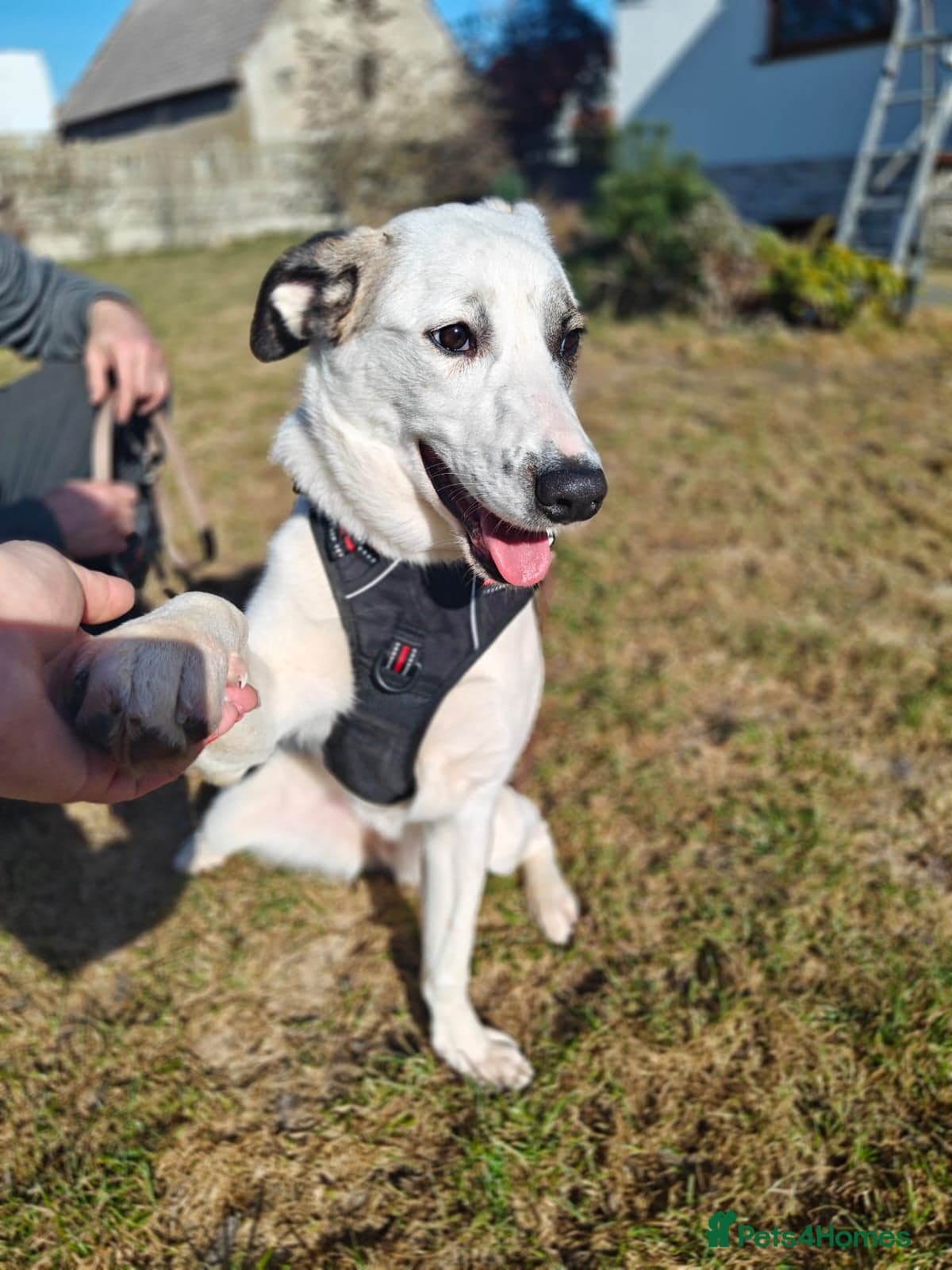 ️PLIAMKA❤️9-month-old loving and playful girl photo 15