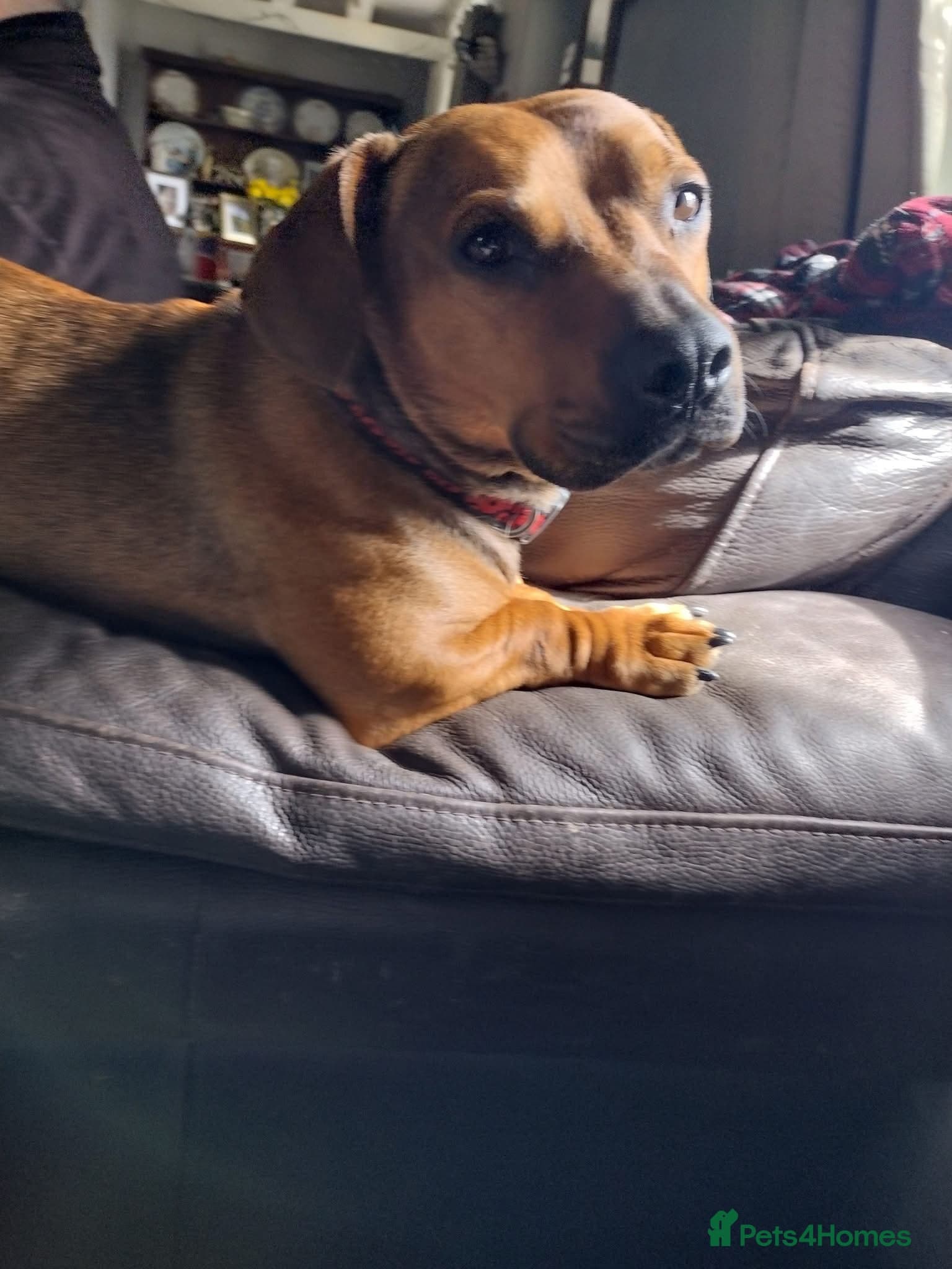 Rescue boy Noodle — Mixed Breed