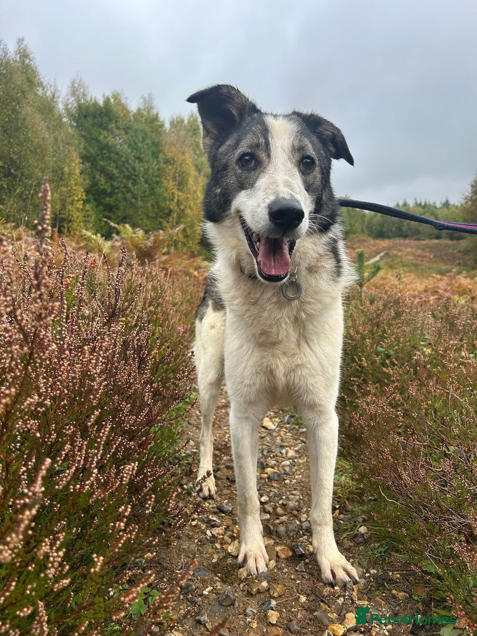 Matteo - Norwich Norfolk photo 5