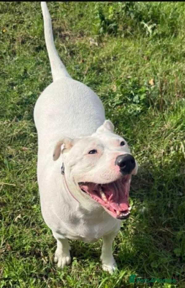 Meet Aria, currently residing in Ormskirk photo 7