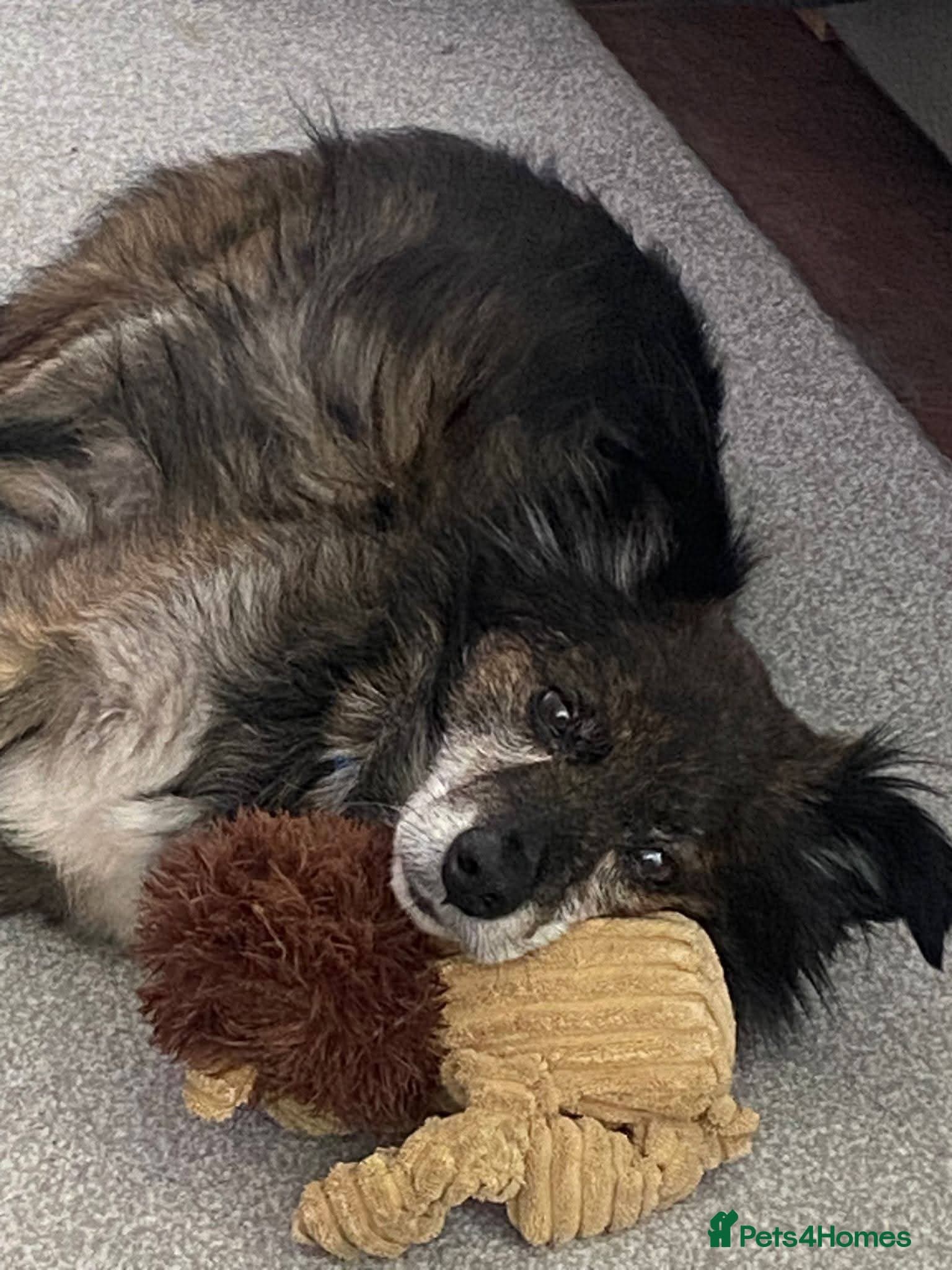 Meet Gizmo, currently residing in Lancashire photo 3