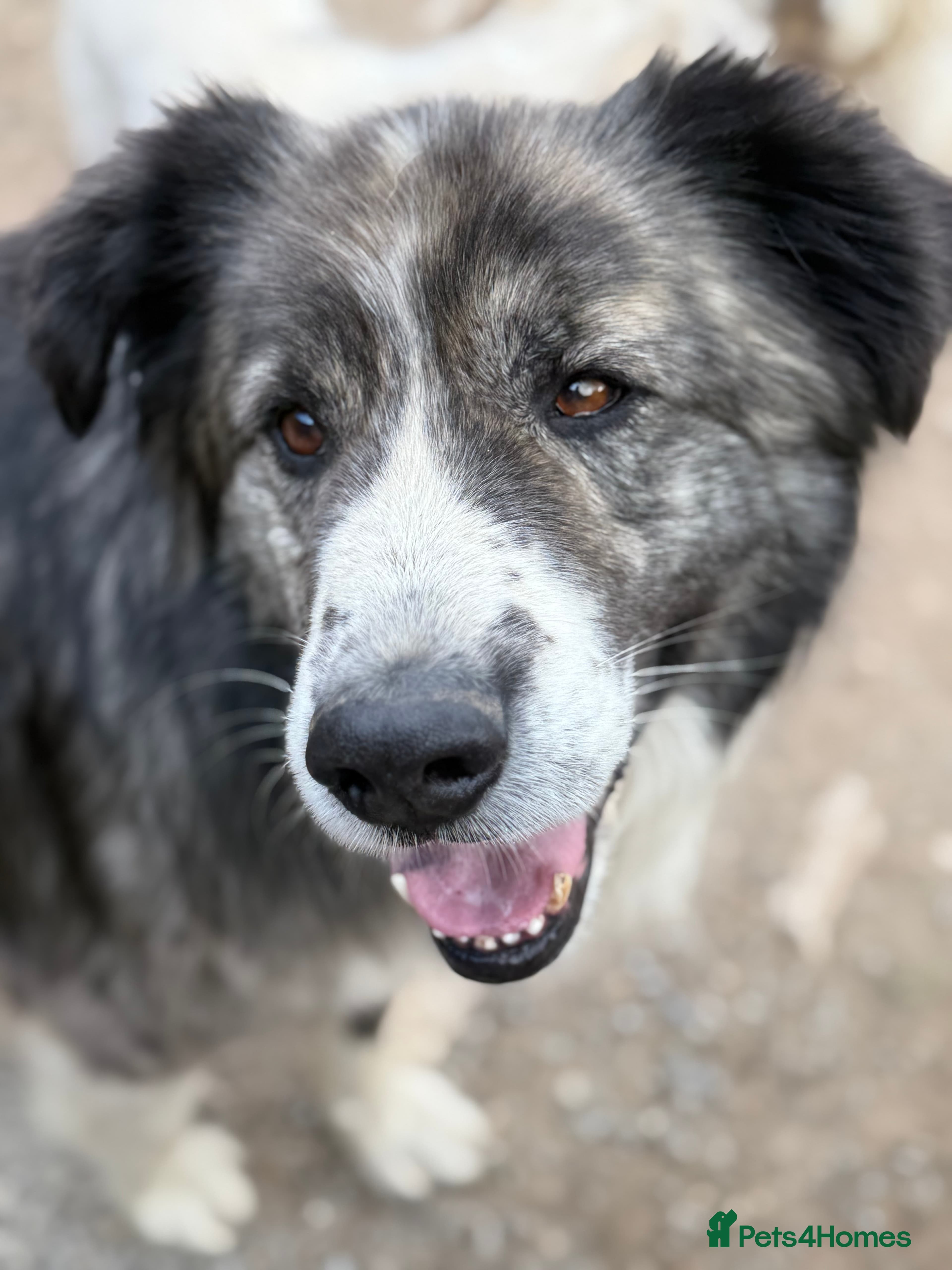 year old Iancu photo 3