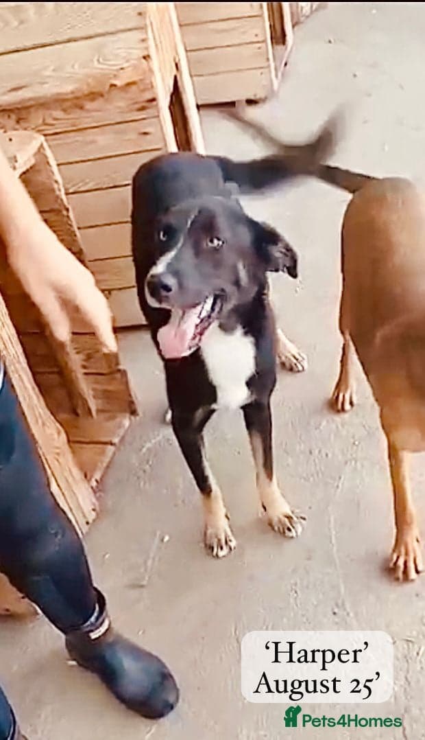 Harper, 2 yrs old approx. photo 17