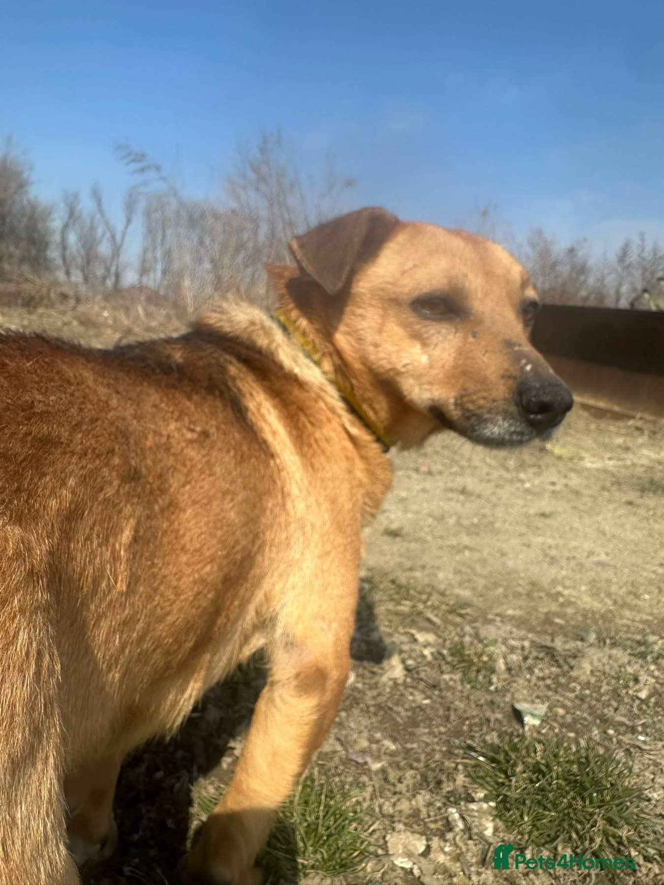 Terry - Norwich Norfolk — Mixed Breed