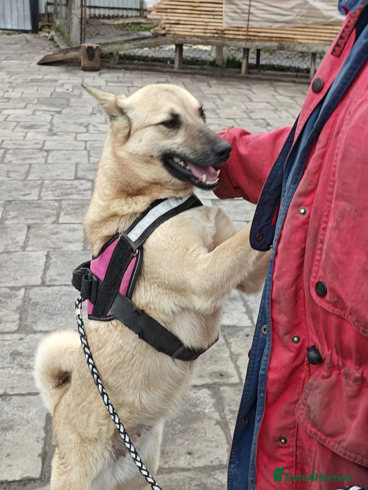 ️🐶 stacy photo 14