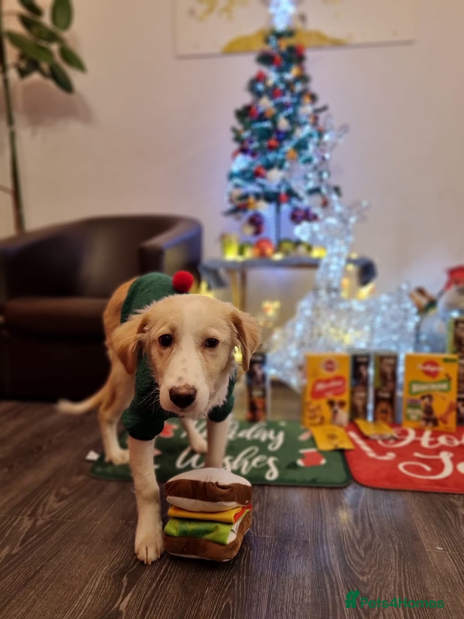 Sweet Little OLAF photo 17