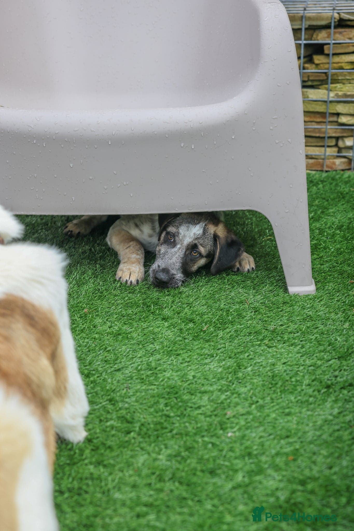 Easygoing Electra - Colourful Lab type photo 15