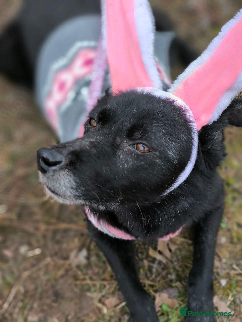 ๏ธ๐ถ tofa photo 34