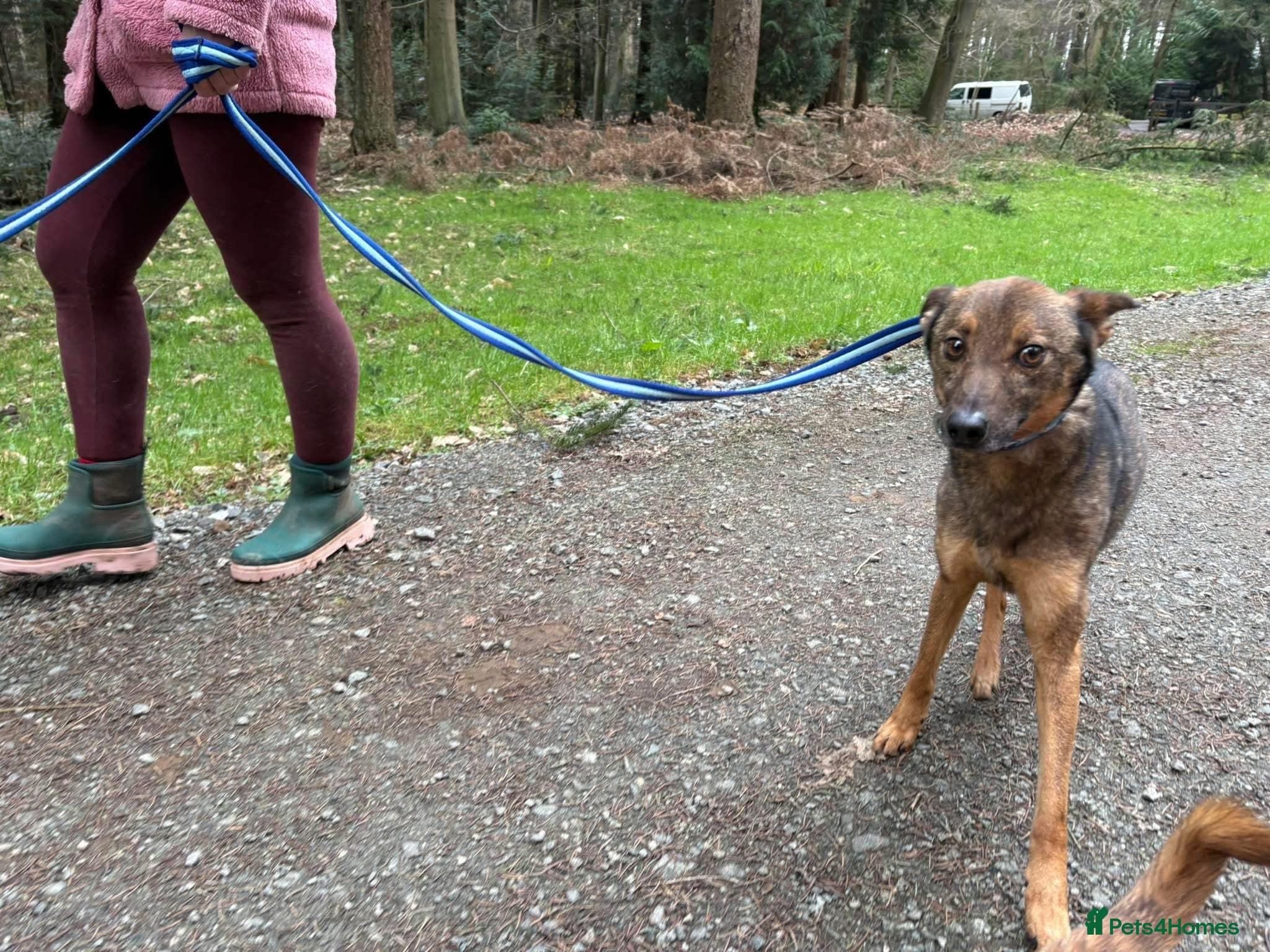 Figgy - Norwich Norfolk photo 10