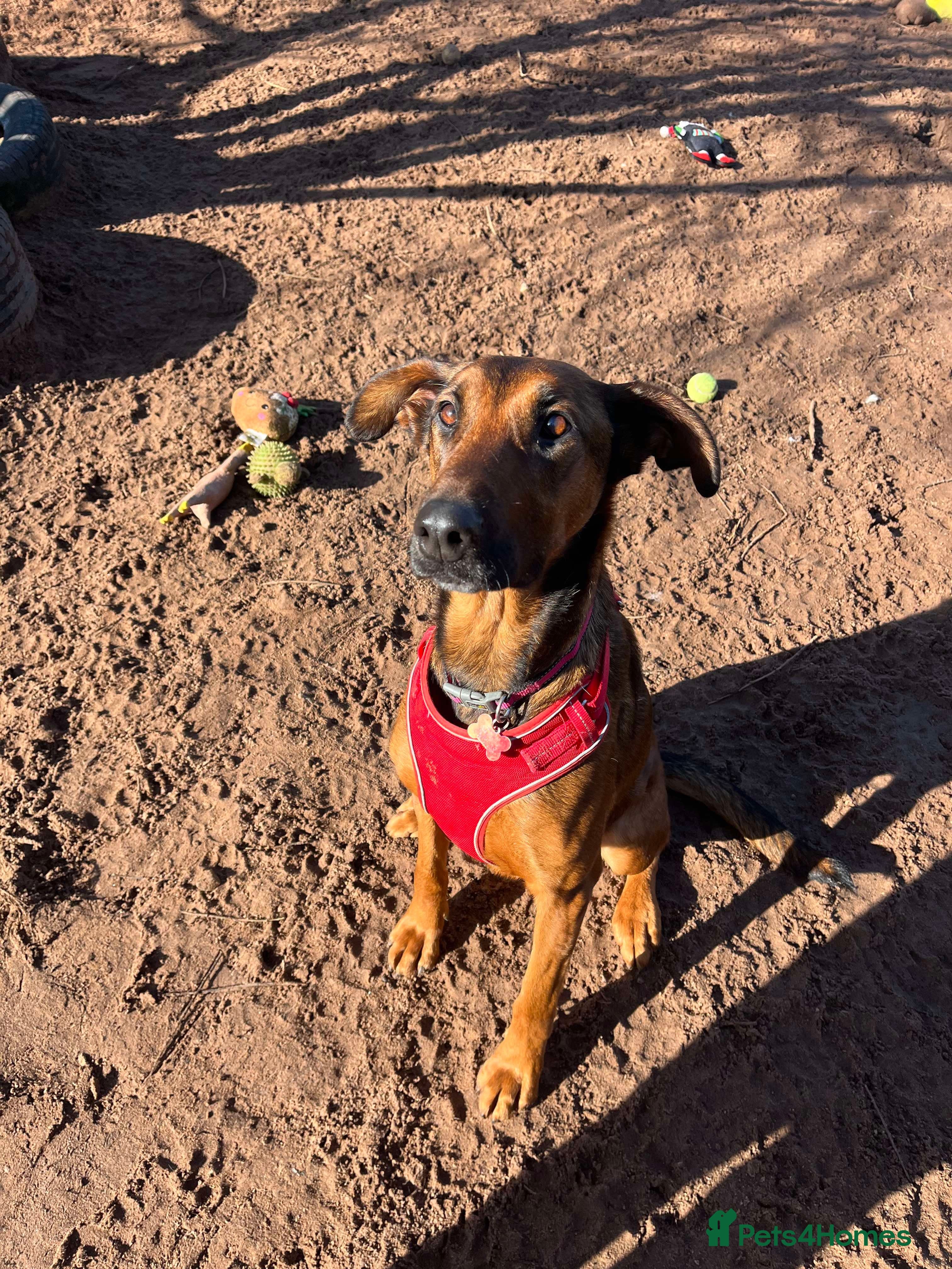 Meet Carrie,currently residing in Cheshire photo 13