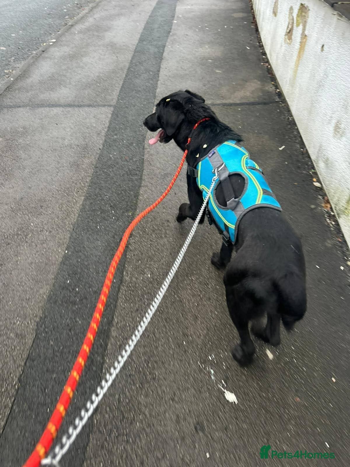 Meet Cosmo, currently residing in Yorkshire photo 11