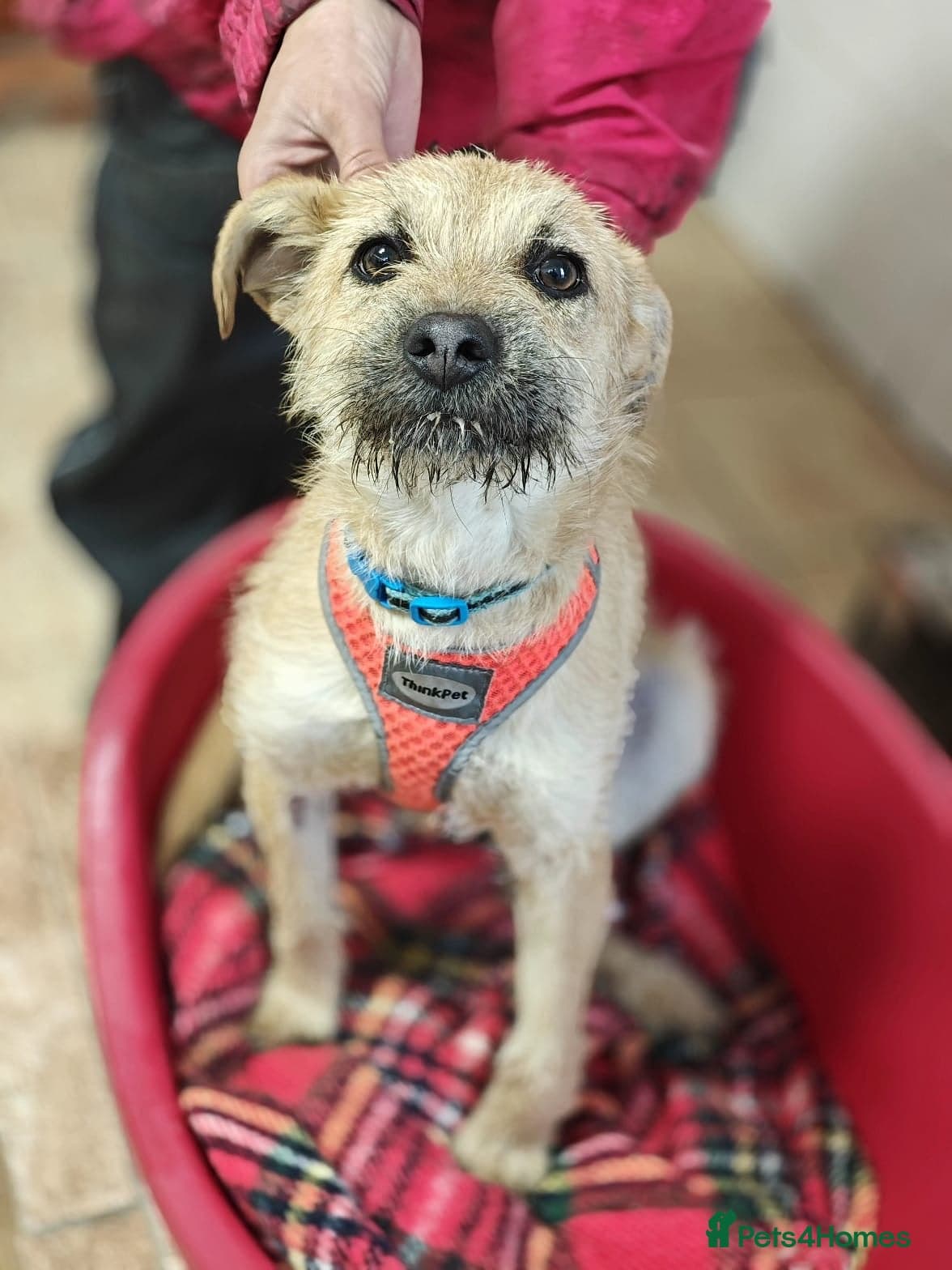 ๏ธ๐ถ bekki photo 15