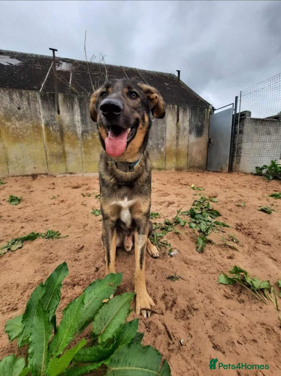 Meet Ozzy, currently residing in Cheshire photo 7