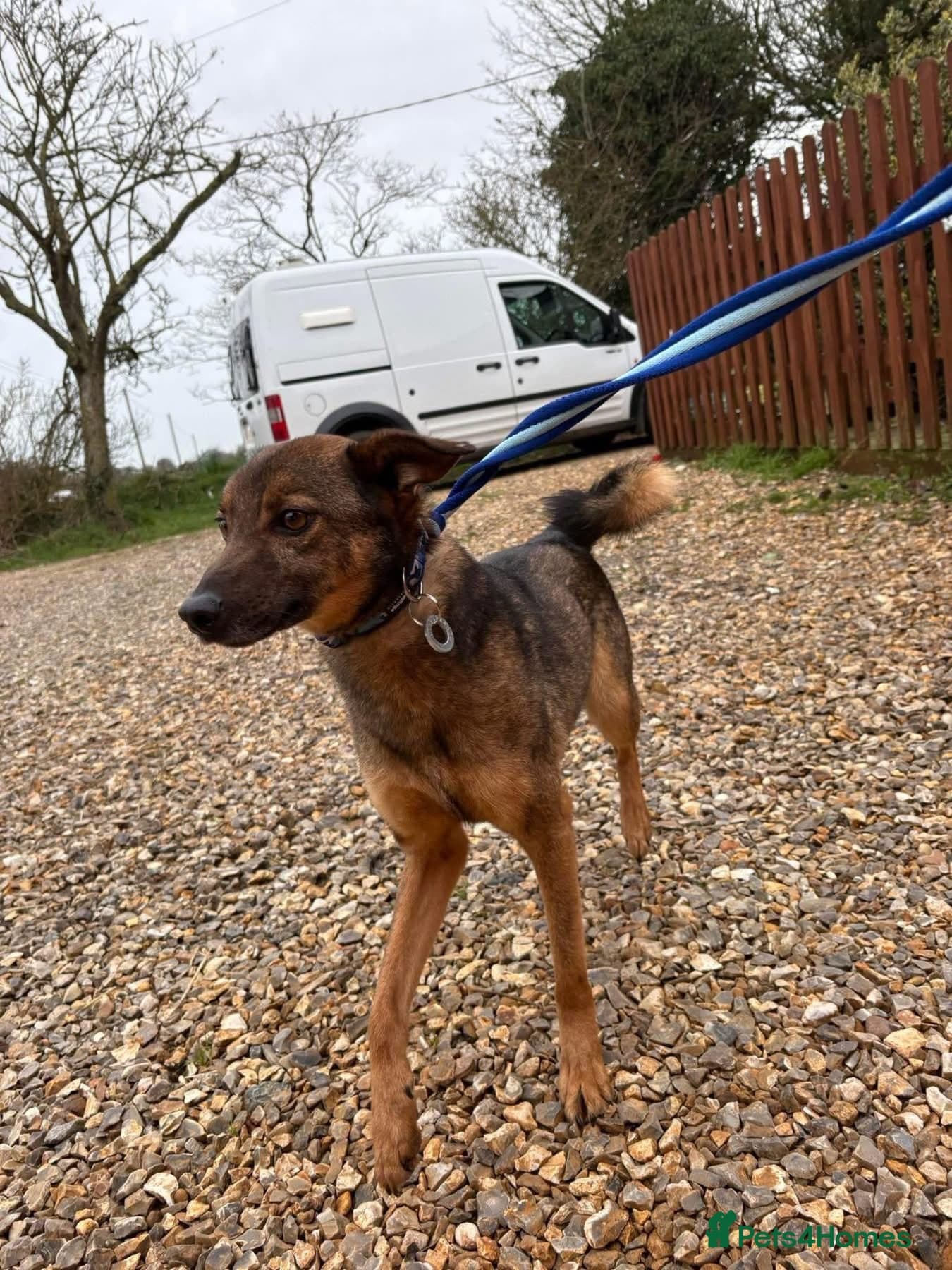 Figgy - Norwich Norfolk photo 7