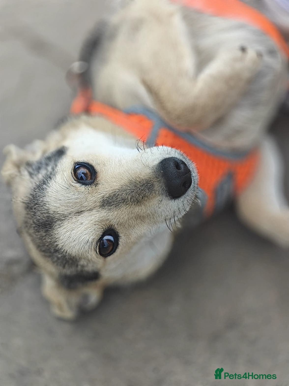 ️🐶 maree photo 5