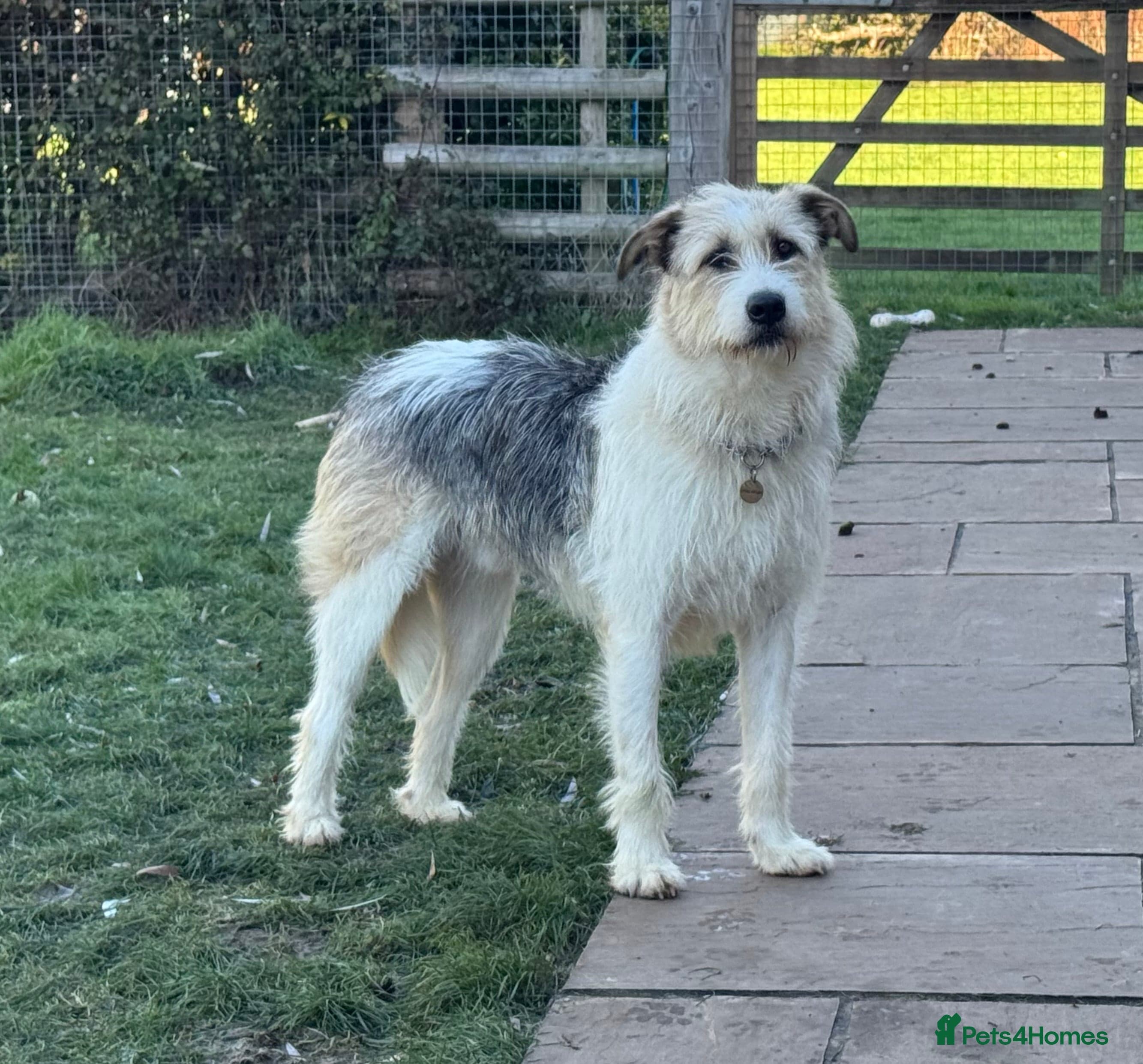 Hershey & Harley ๐ still Waiting photo 9