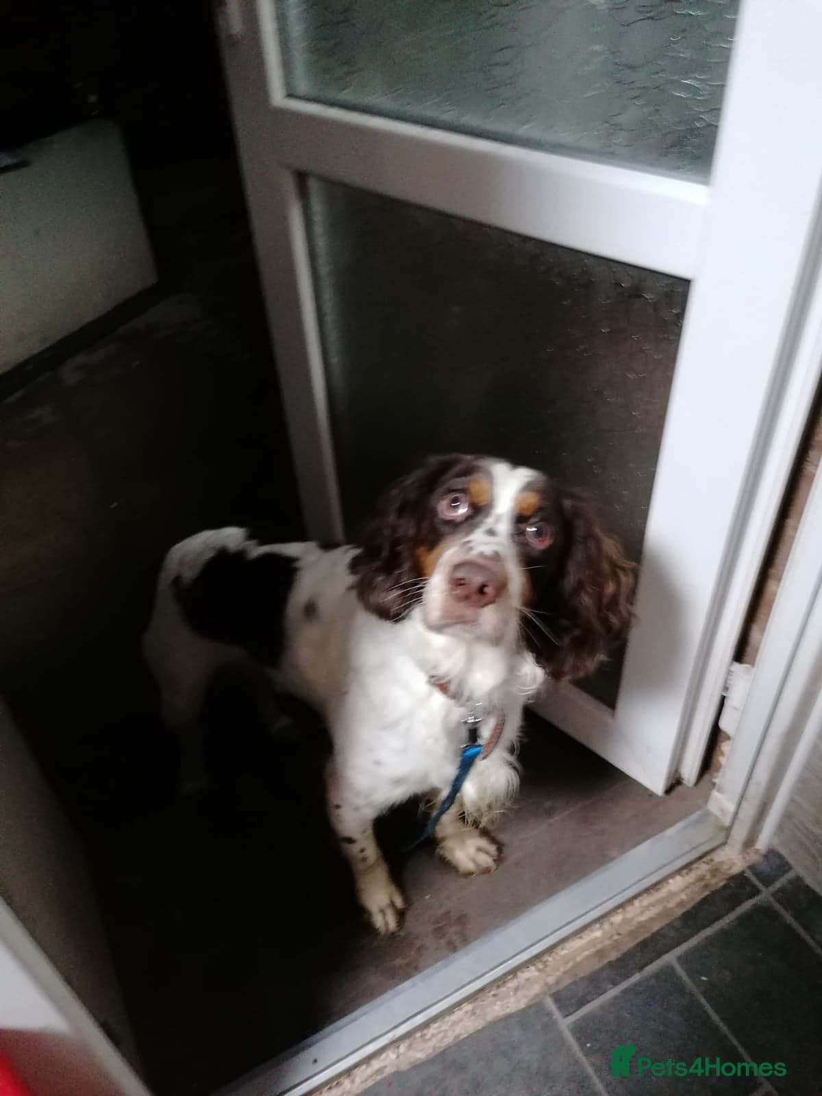 Tommy💙all heart, all energy, photo 18