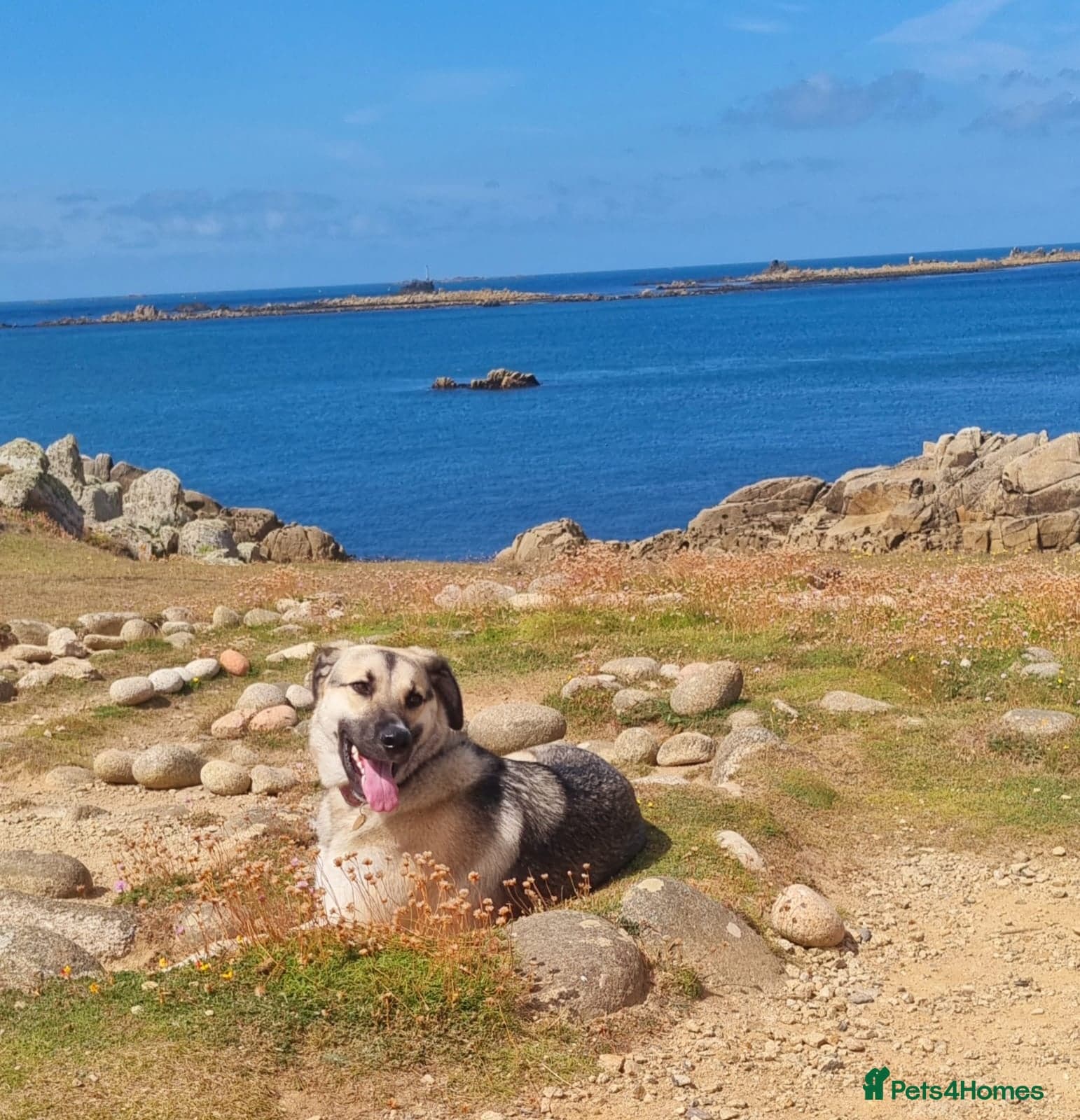 Mushroom — Mixed Breed