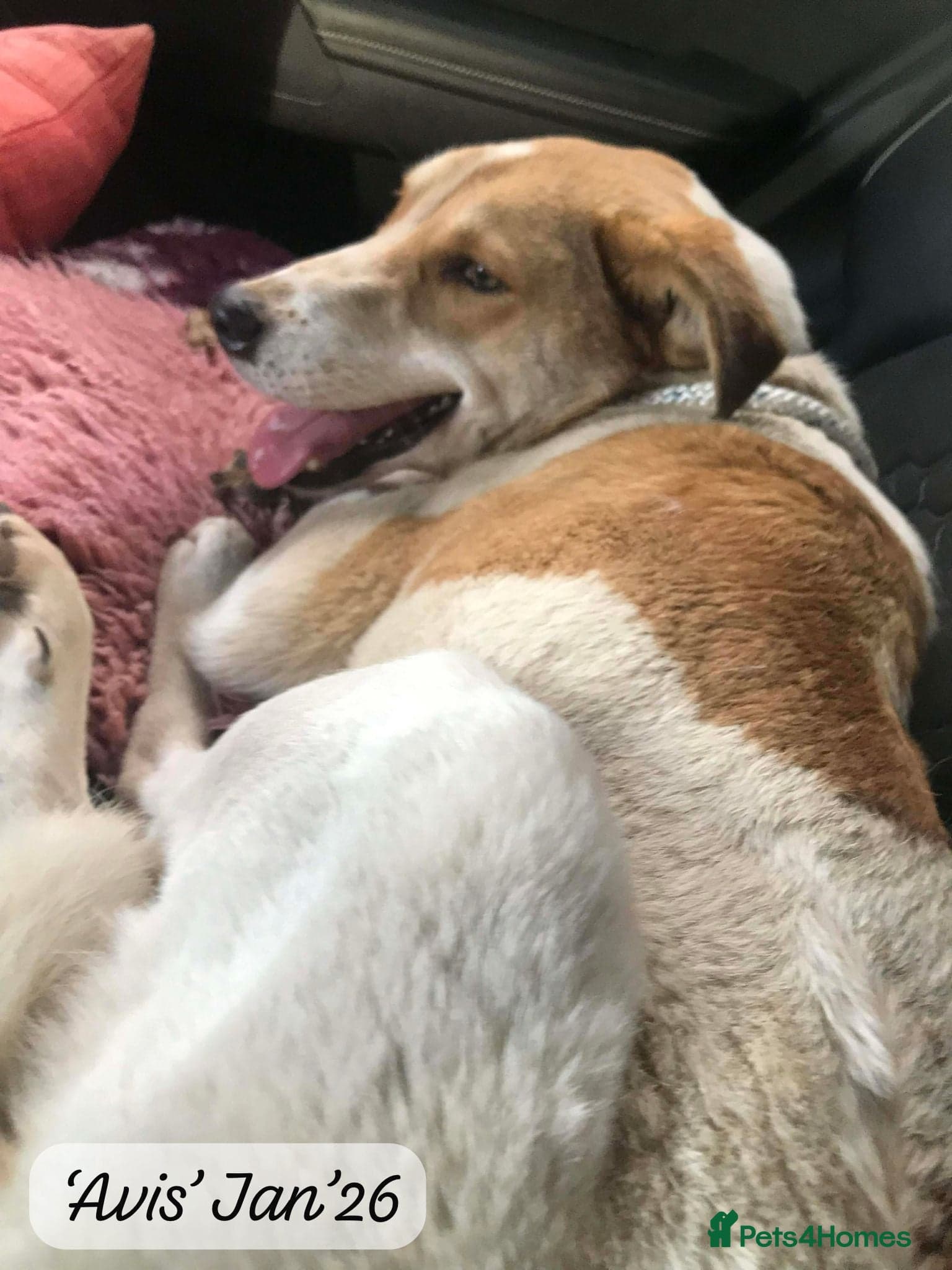 Avis- 20 months - photo 5