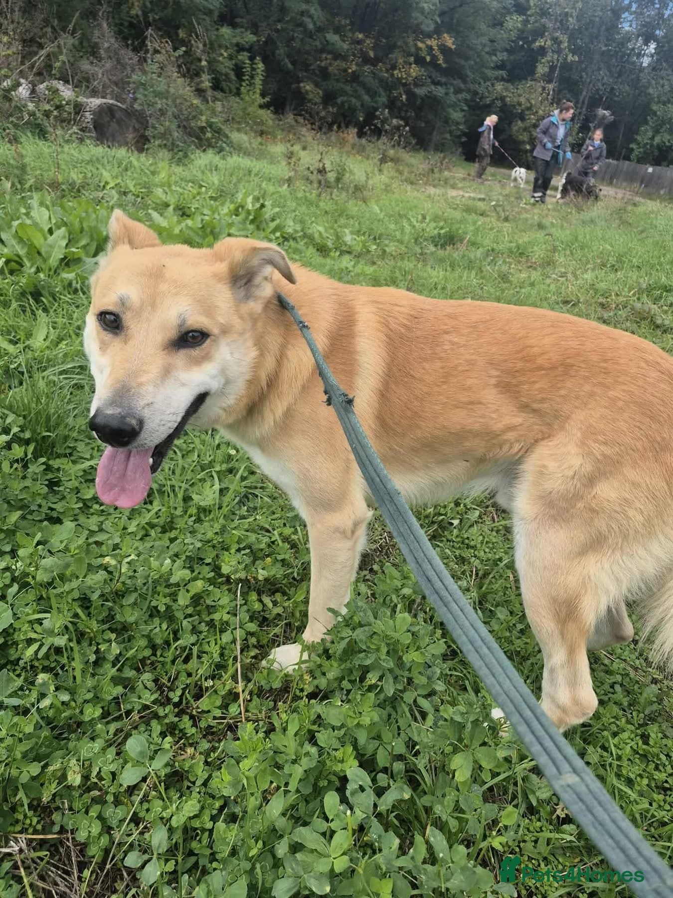 Tanner - Norwich Norfolk photo 7