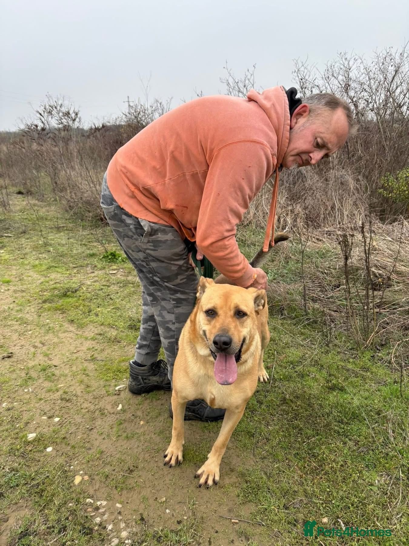 Thor - Dereham Norfolk photo 15