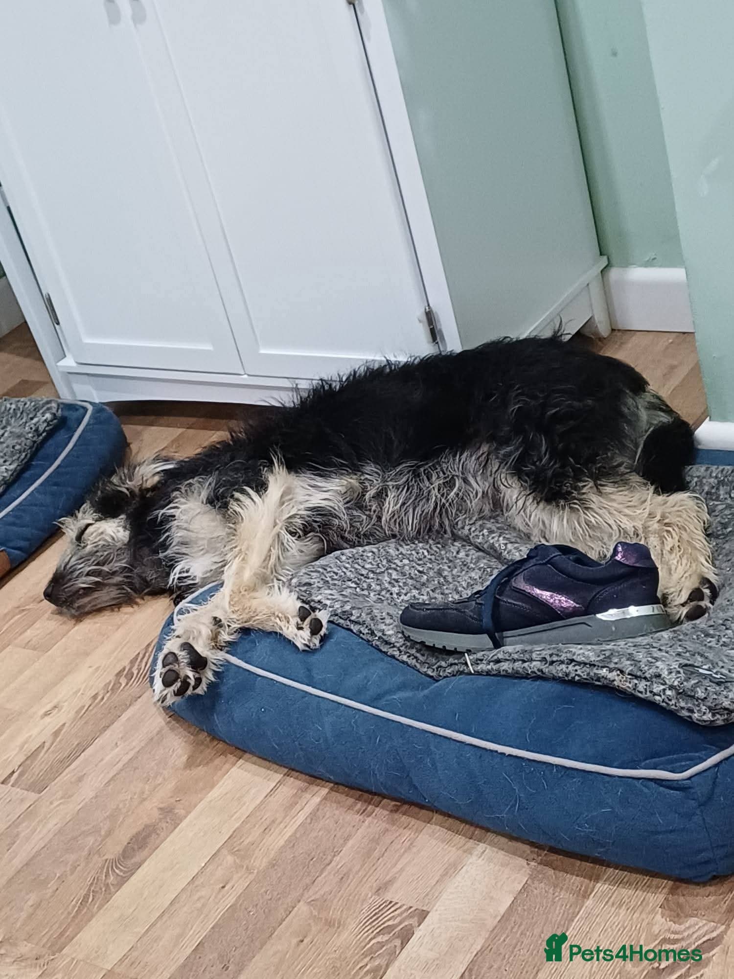 Meet Courgetti, currently residing in Norfolk photo 7