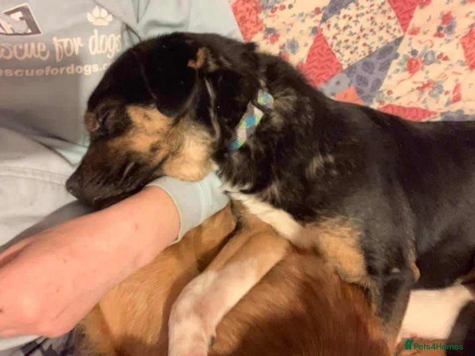 Paddy - Norwich Norfolk photo 6