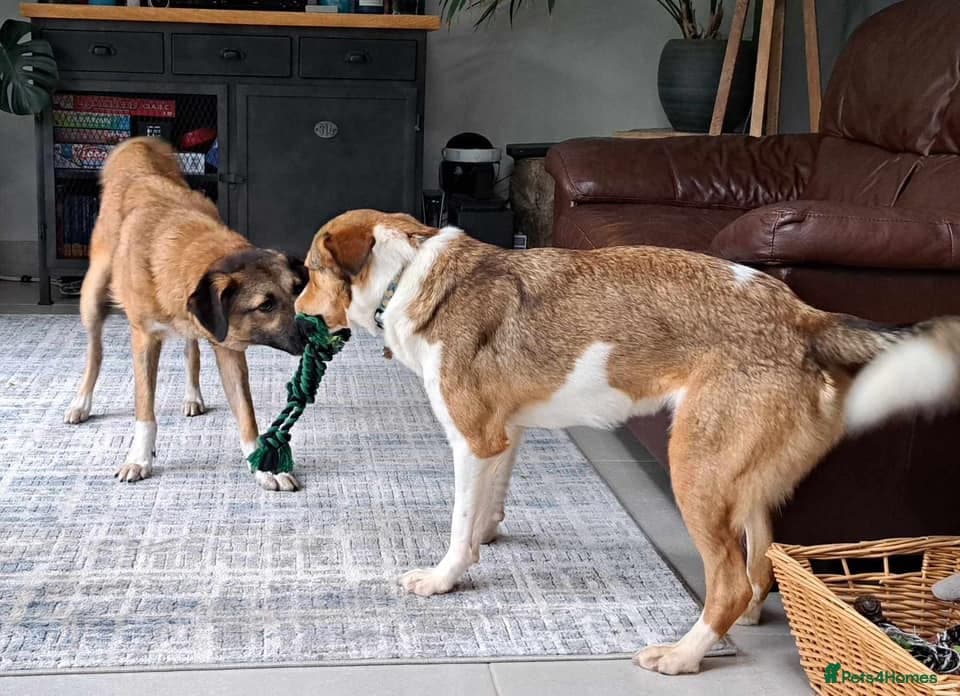 Levi - Norwich Norfolk photo 19