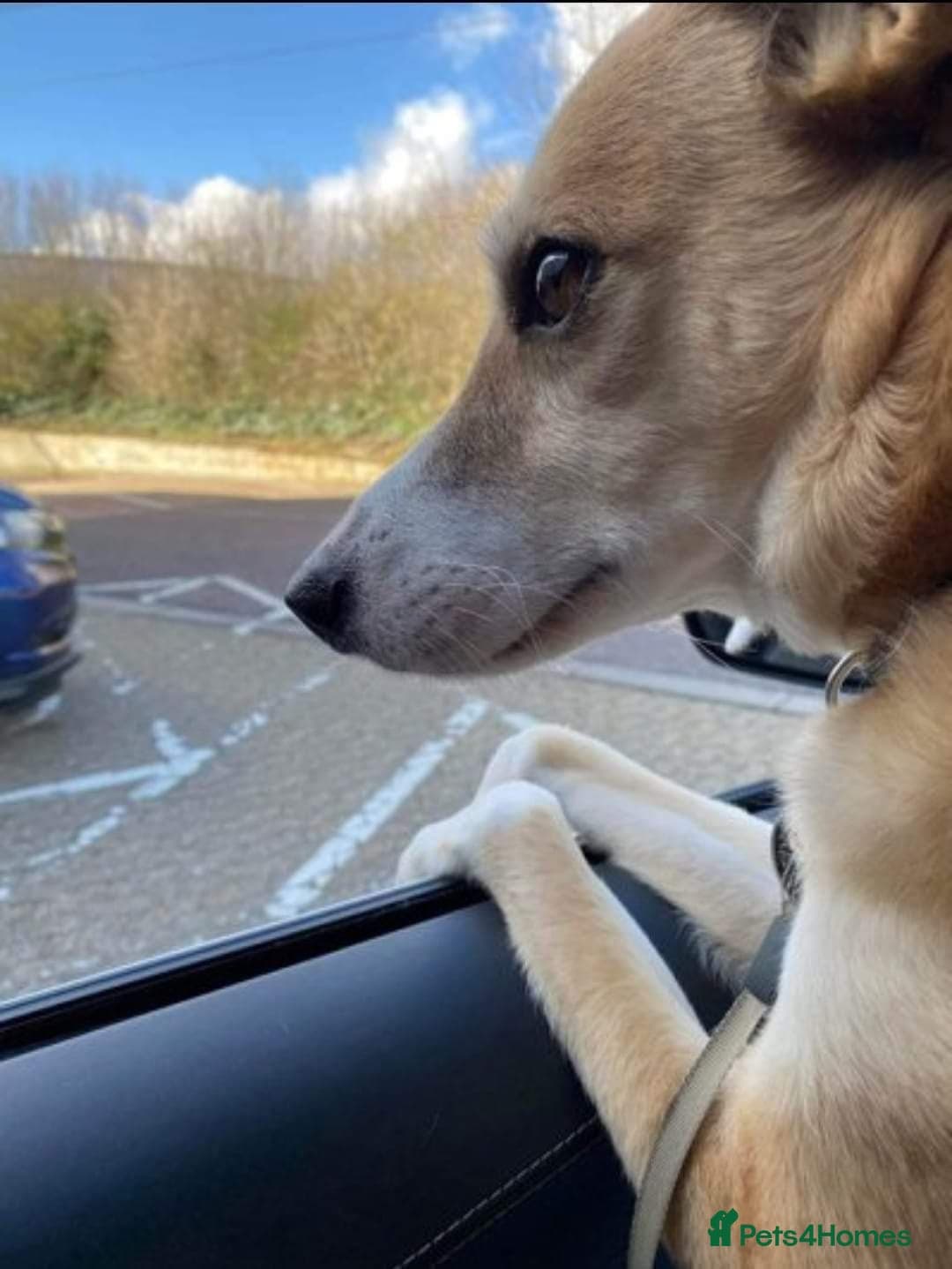 Meet Bailey, currently residing in Wilshire photo 7