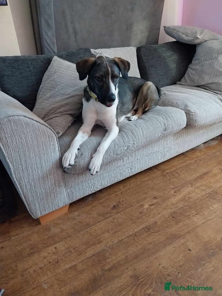 Meet Skye, currently residing in Cheshire photo 7