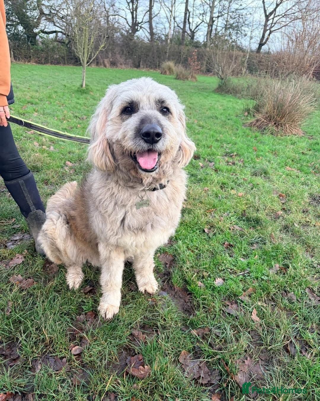 Oscar - our bear boy💚 photo 11