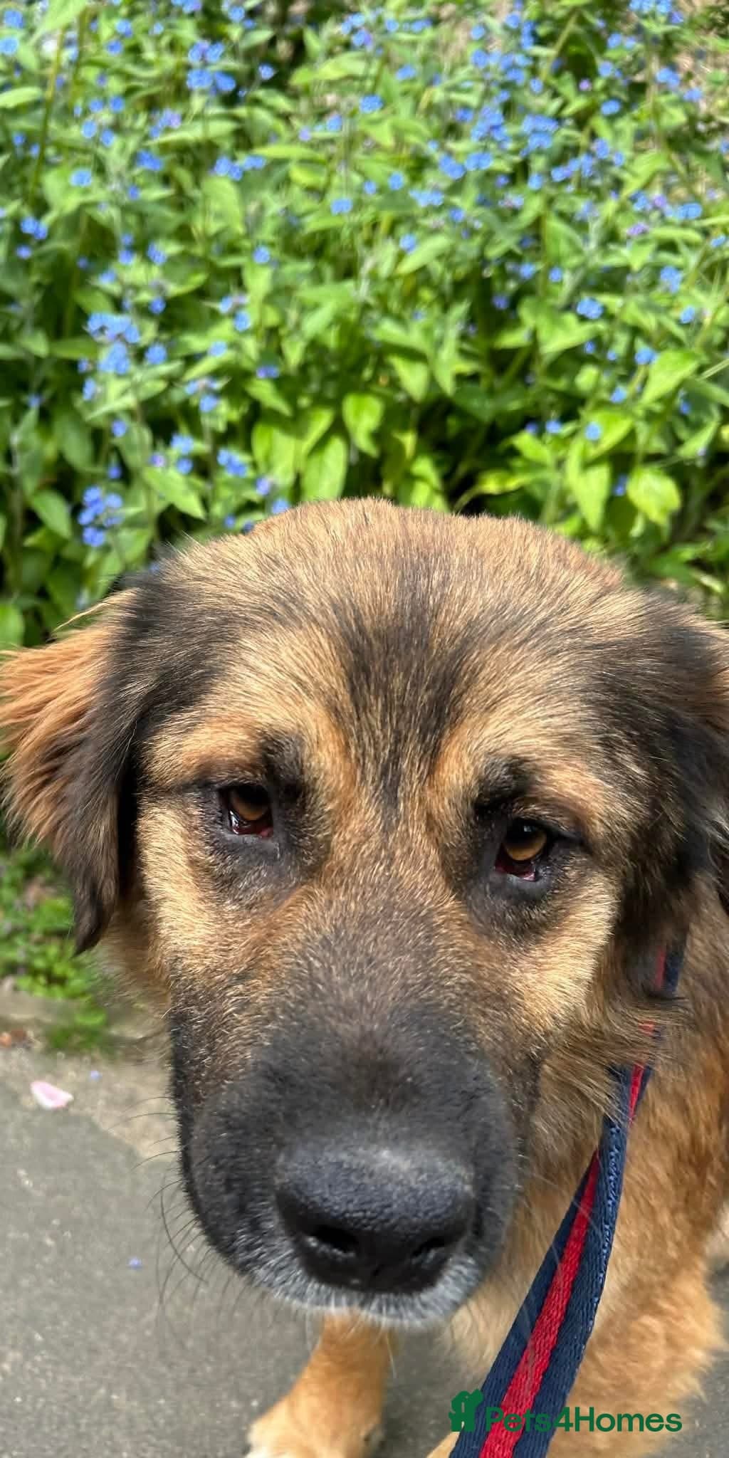 Alfie - Norwich Norfolk photo 4