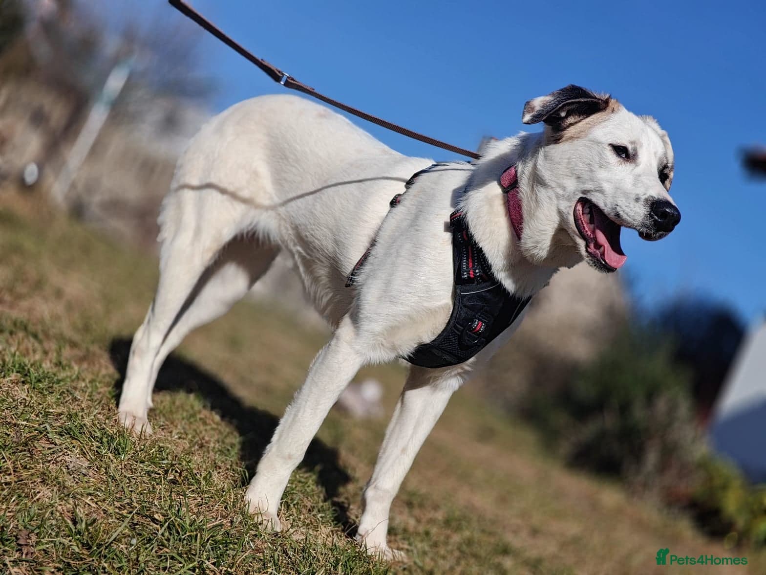 ️PLIAMKA❤️9-month-old loving and playful girl photo 11