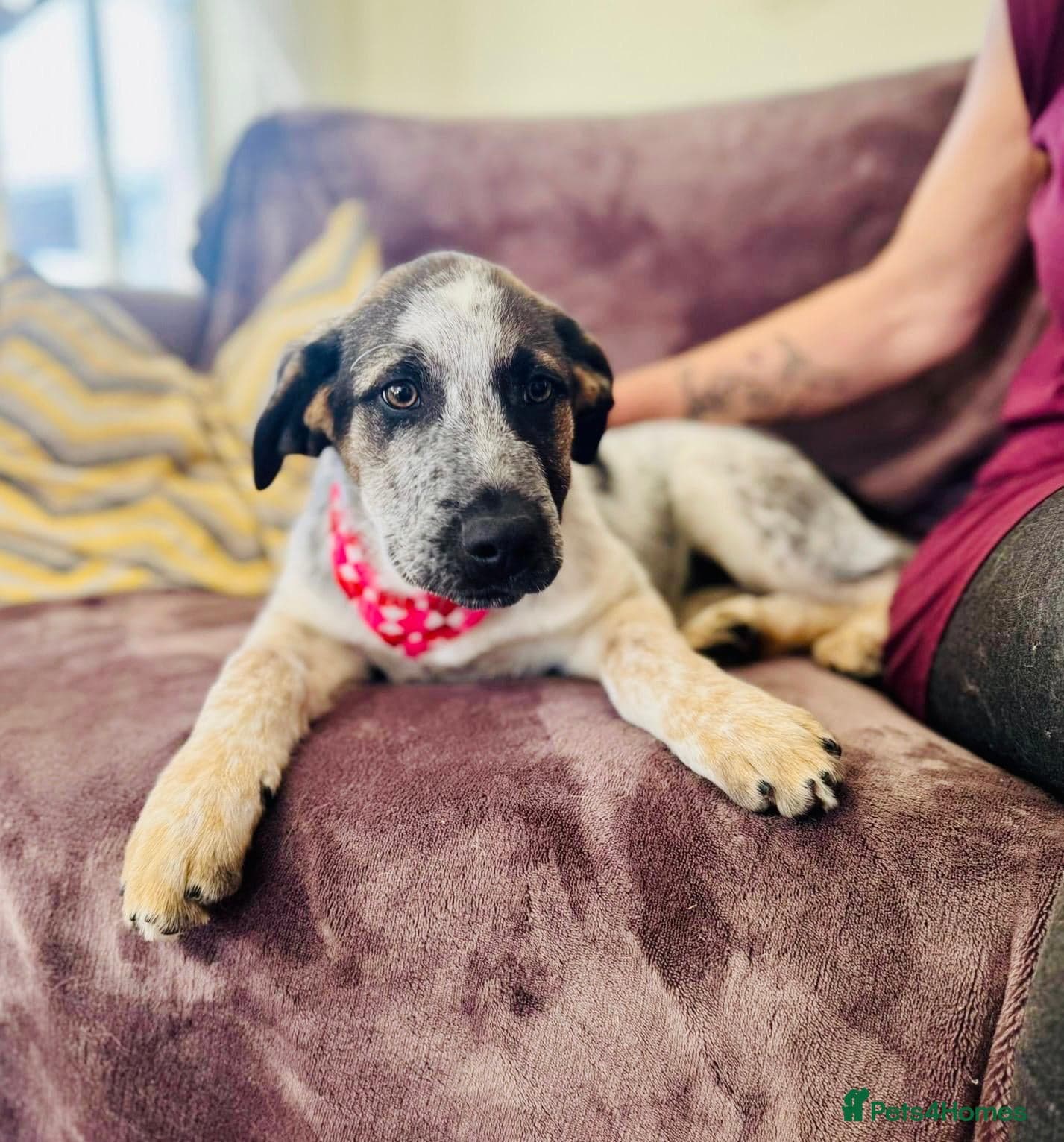 Easygoing Electra - Colourful Lab type photo 3