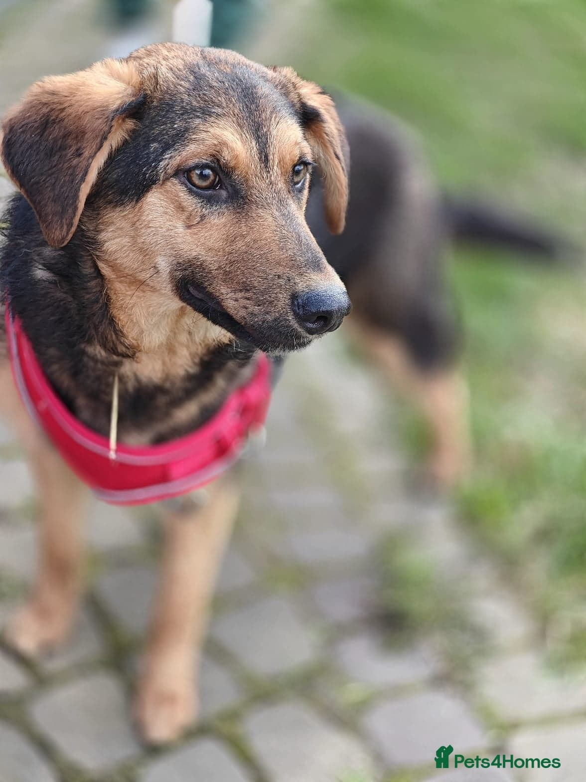 ๏ธ๐ถ yasia photo 16