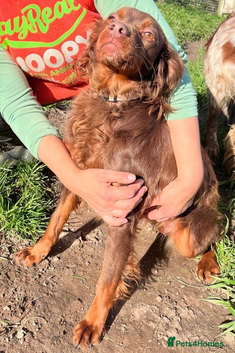 Diana, a lovely young Brittany photo 17