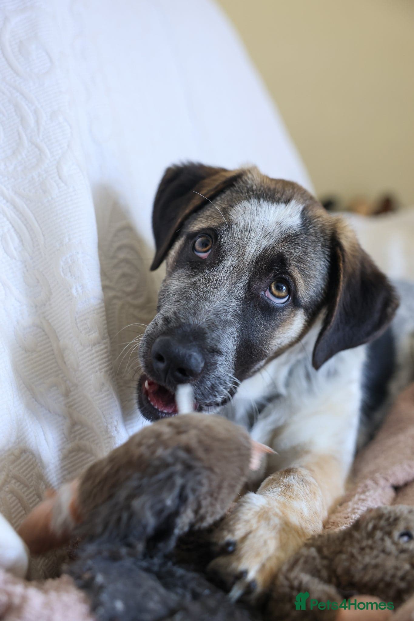 Easygoing Electra - Colourful Lab type photo 2