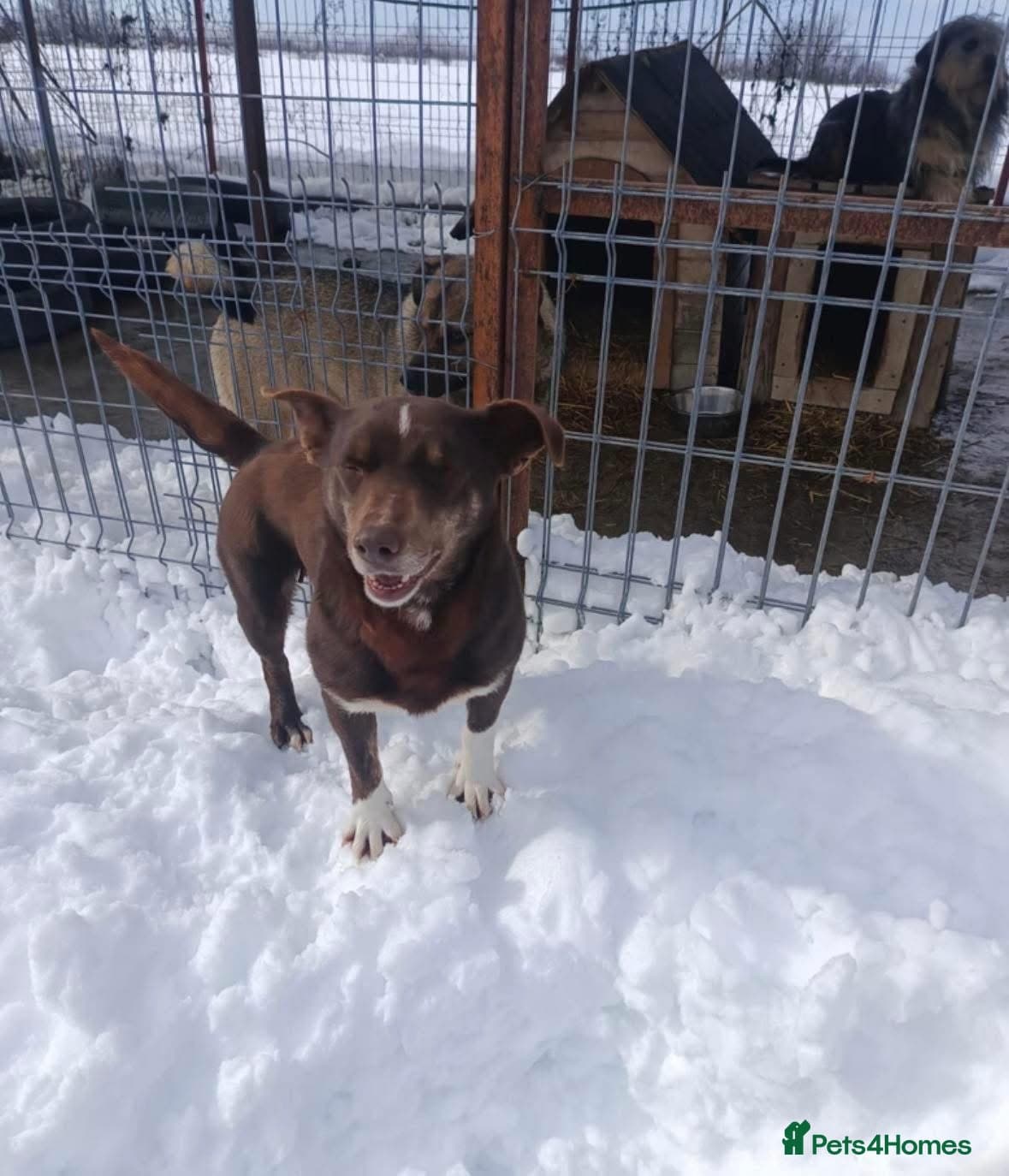 India - Norwich Norfolk photo 19