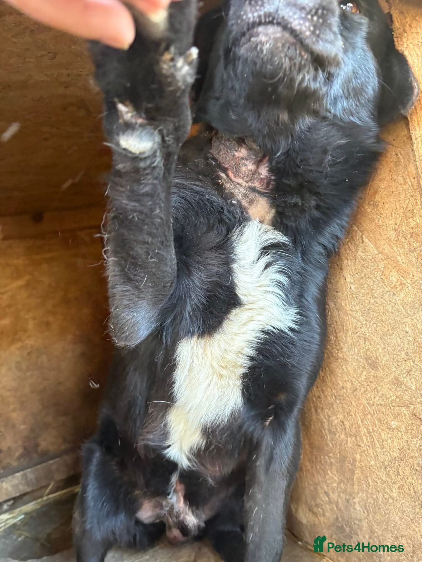 Callum - Norwich Norfolk — Mixed Breed