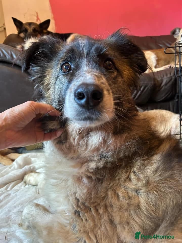 Hilda - Norwich Norfolk photo 7