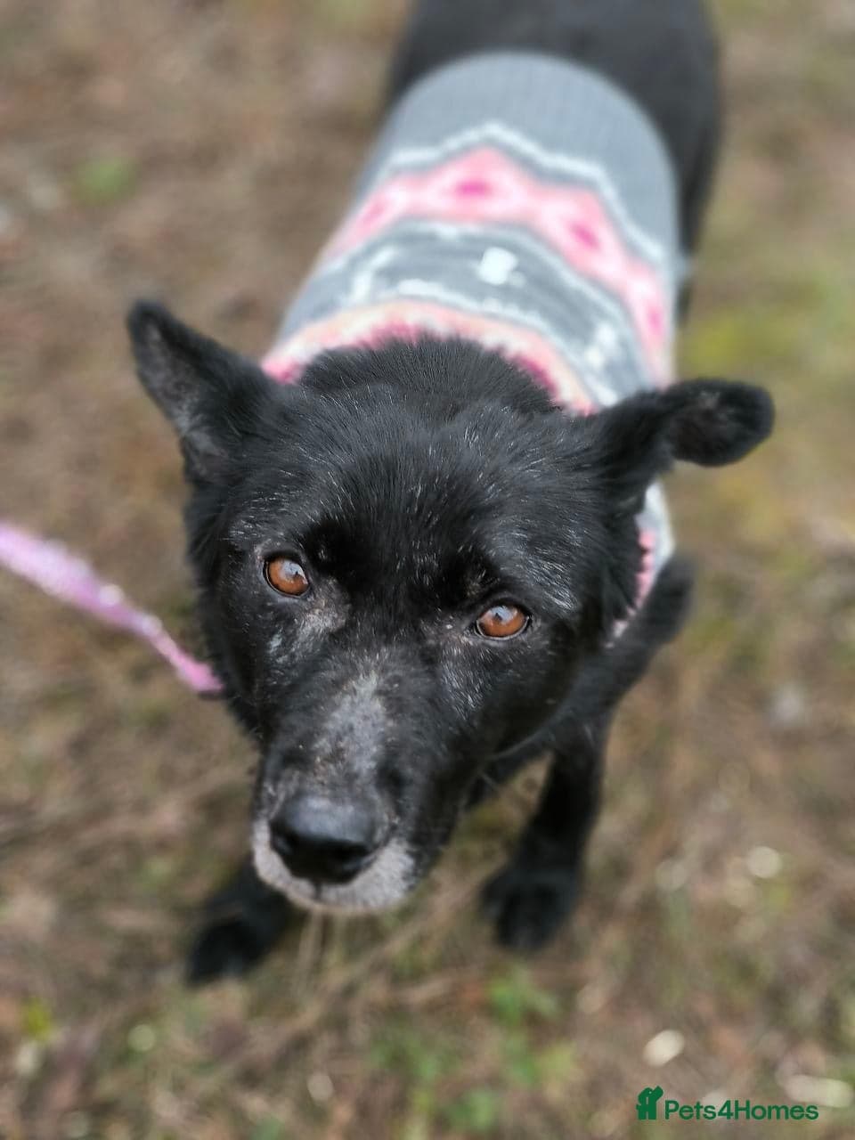 ๏ธ๐ถ tofa photo 16