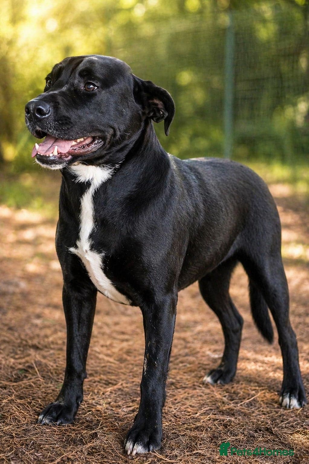 SHEAMUS,URGENT sensitive Soul Labrador Cross photo 2