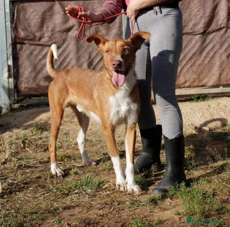 Years waiting - forgotten dogs — Portuguese Podengo