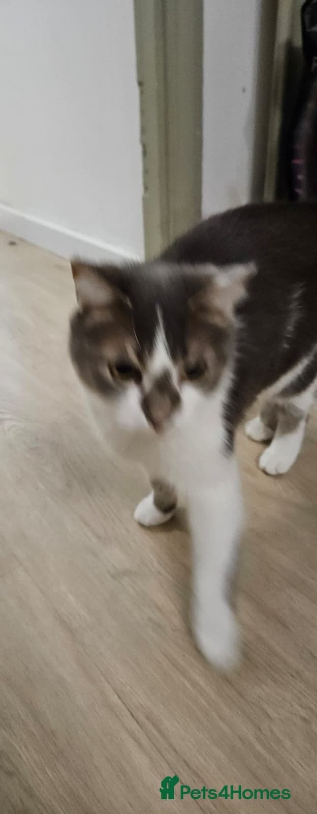 Gorgeous Gitsy — Mixed Breed