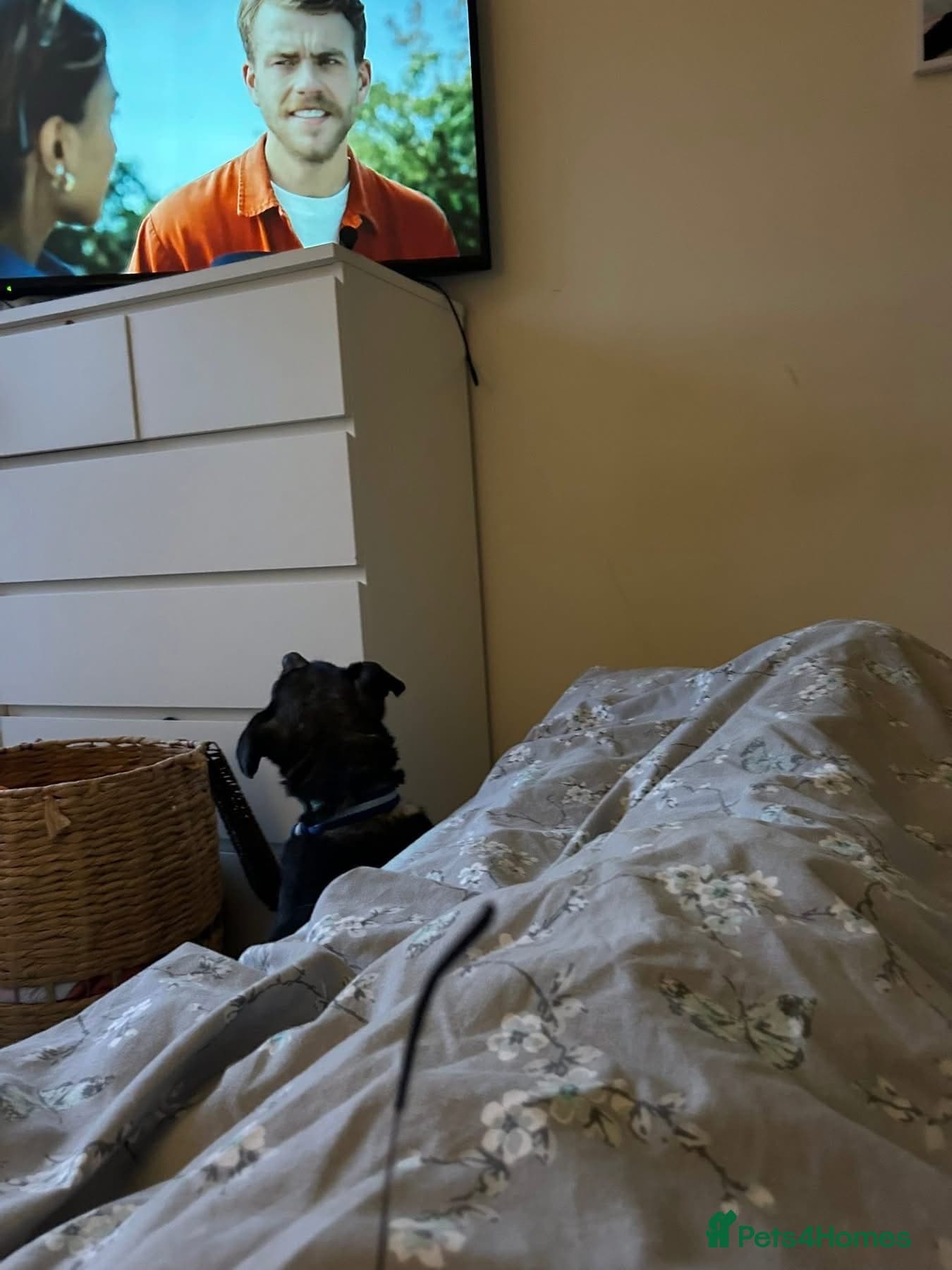 Joey - Norwich Norfolk photo 5