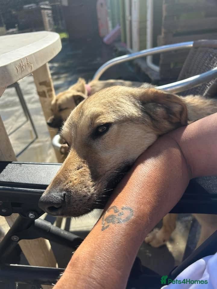 Pettern - Norwich Norfolk photo 35