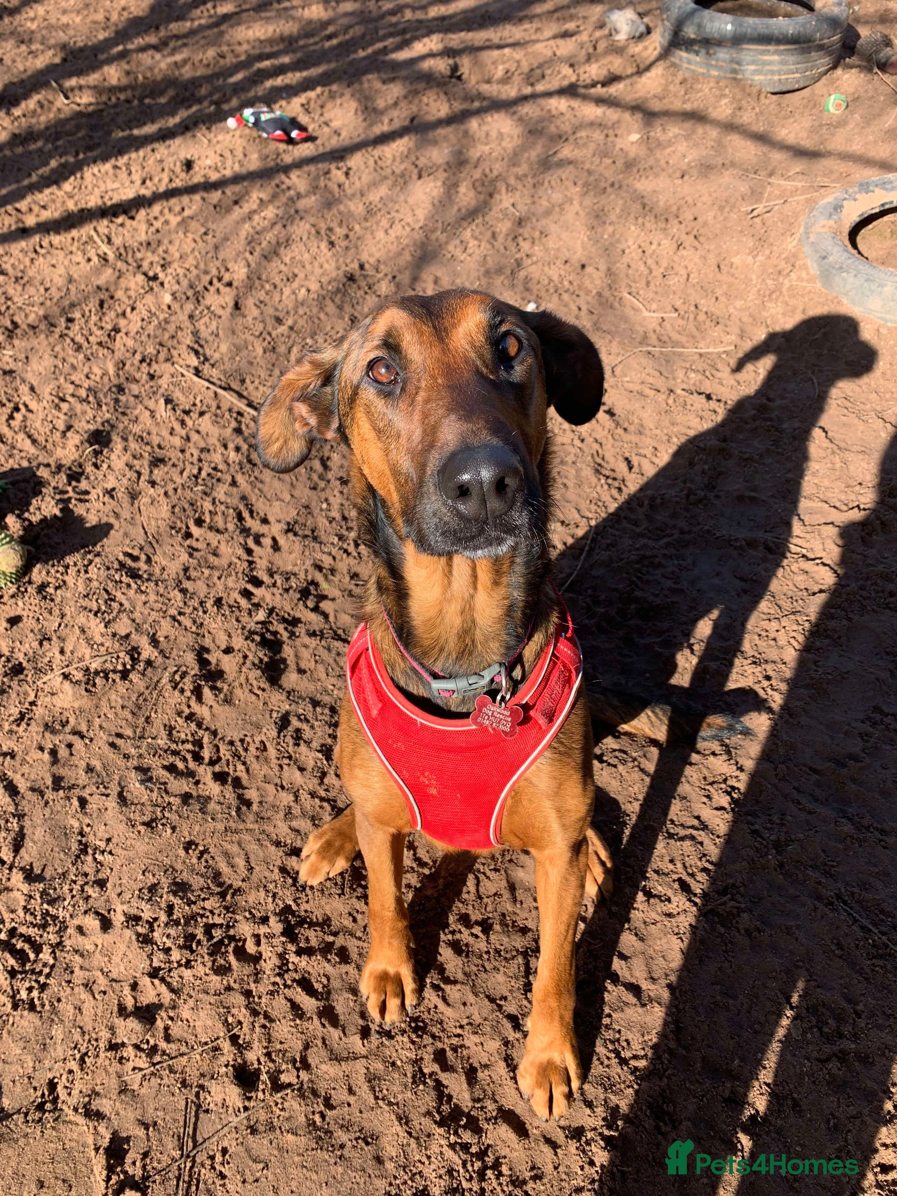 Meet Carrie,currently residing in Cheshire photo 12