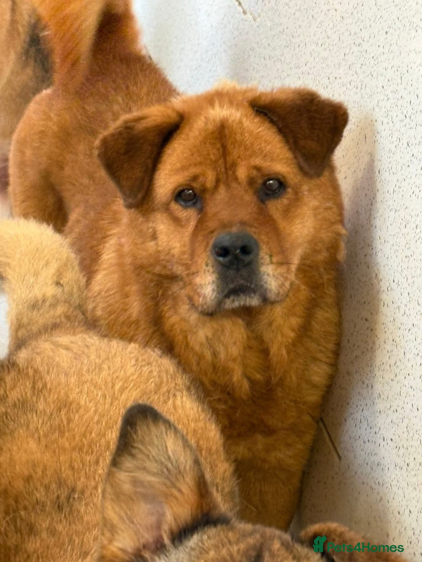 Princess - Norwich Norfolk photo 4