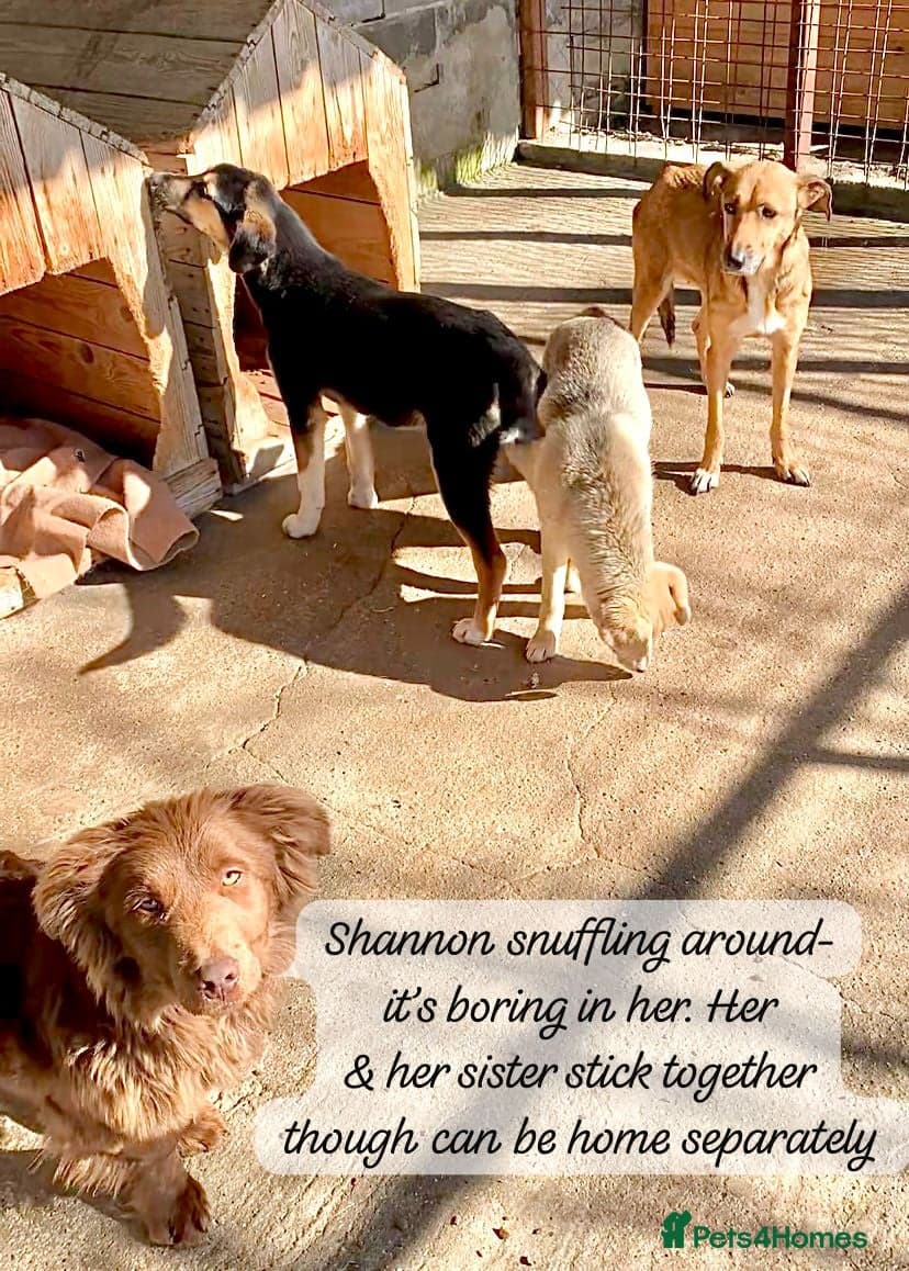 Shannon, 6 months approx, photo 8