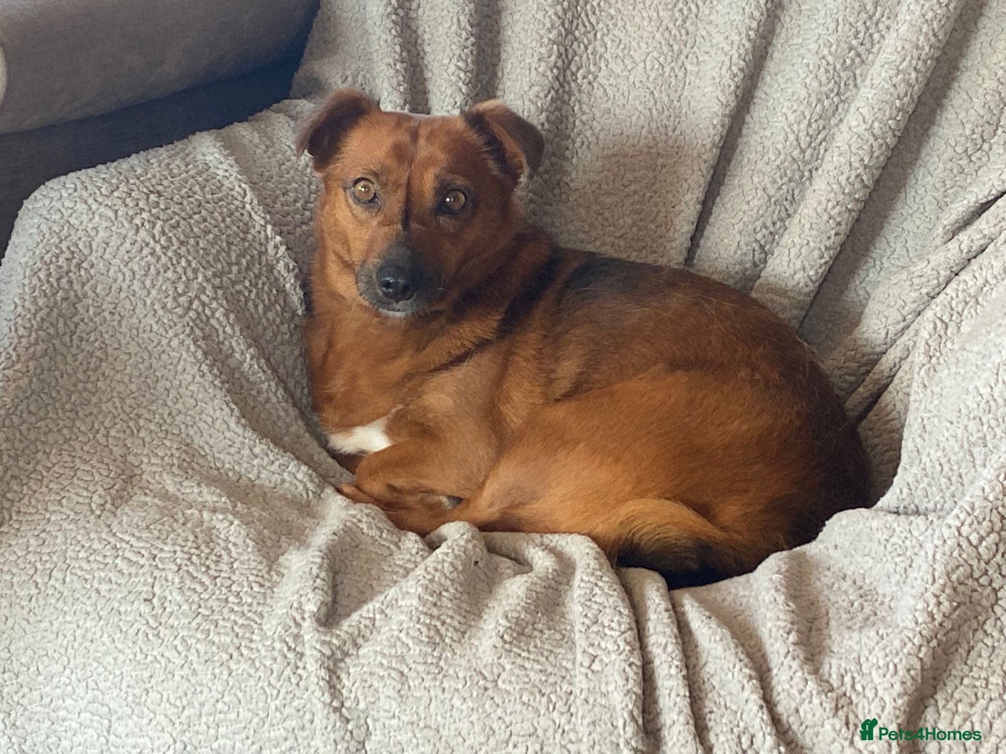 Dora the explorer photo 4